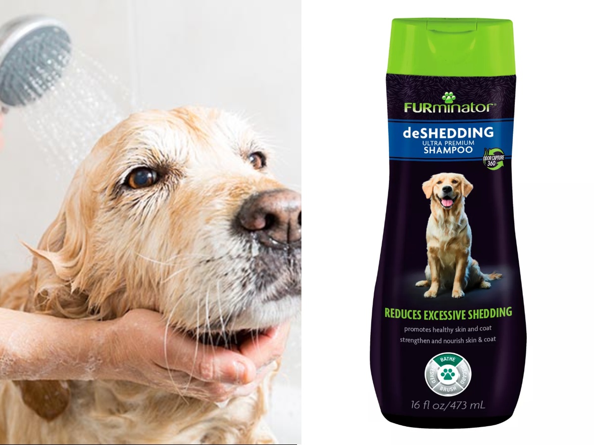 A Golden Retriever getting a bath and a de-shedding shampoo